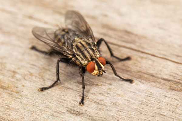 Fly Control