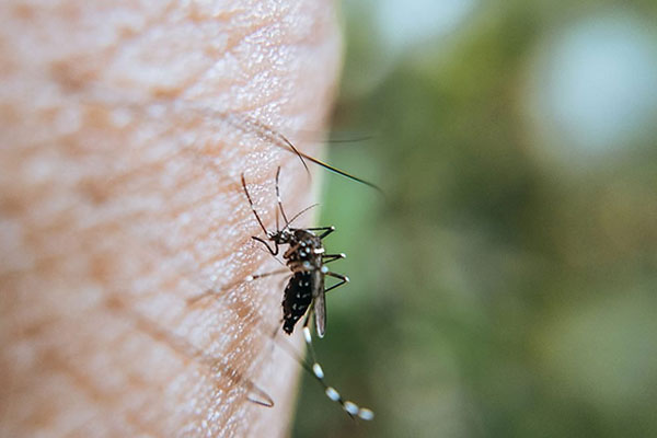 Mosquito Control