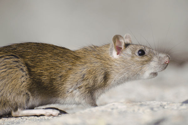 Rodent Control
