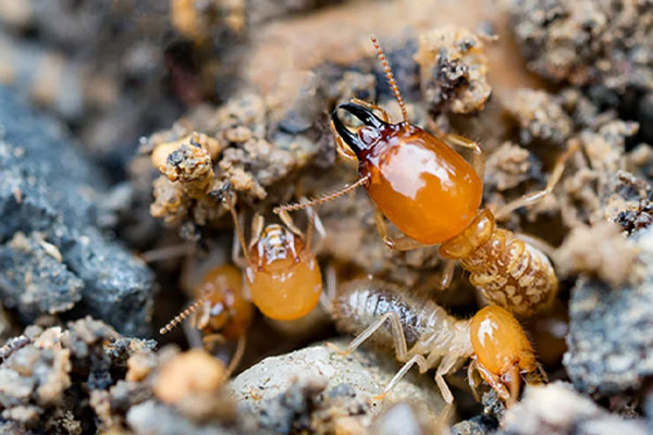 Termite Control