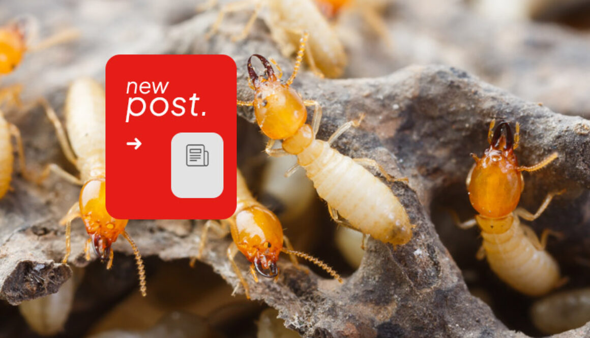The-Best-Solution-for-Total-Termite-Control