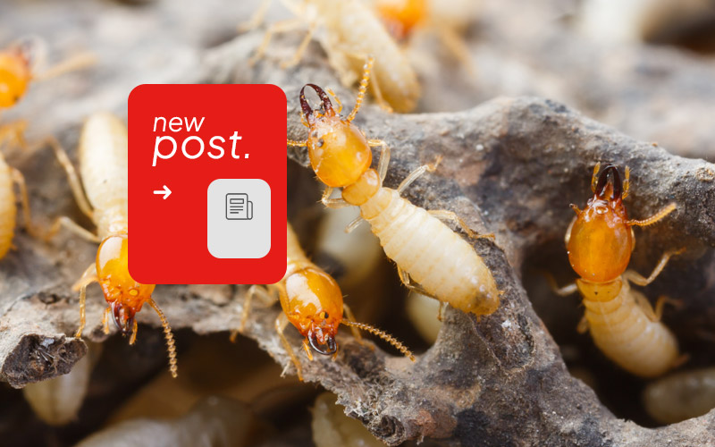 The-Best-Solution-for-Total-Termite-Control