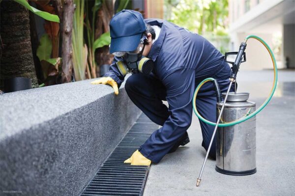 gallery pest control (2)