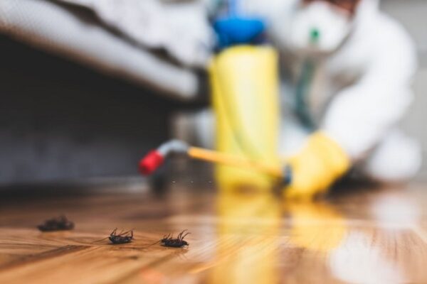 gallery pest control (2) (Copy)