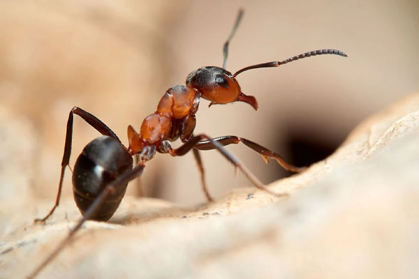 Ants Control