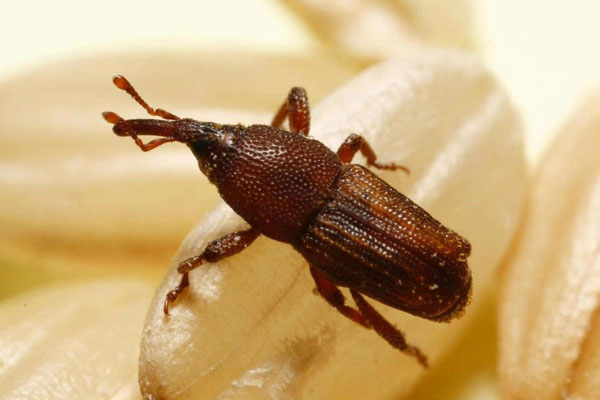 Stored Product Insect Control